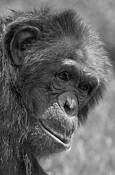 Chimpanzee