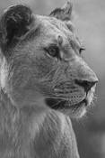 Lioness