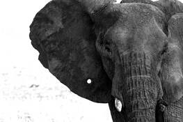 Elephant_with_a_pin_hole