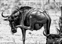 Tanzania_wildlife