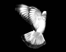 Angel_1