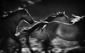Three_mustangs