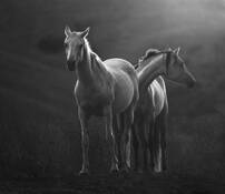 Two_mares