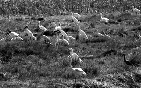 Everglades_cranes_2
