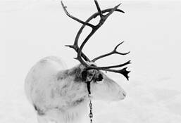 Reindeer
