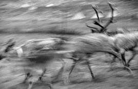 Running_reindeer_1