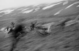 Running_reindeer