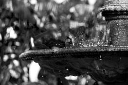 Splash