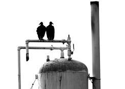 Heckle_and_jeckle