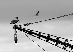 Roosting