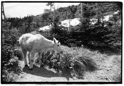 Glacier_national_park