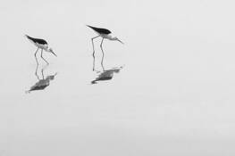 Water_birds