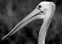 Alien_profile