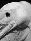Bird_detail