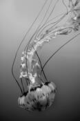 Immersion_dances_05