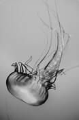 Immersion_dances_06