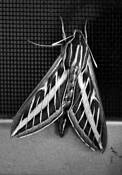 Moth