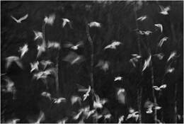 Gulls_blur