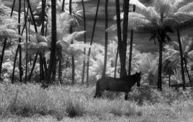 Equus_dream
