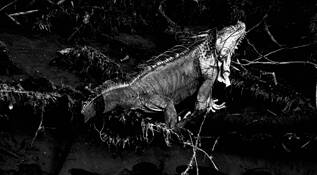 Iguana