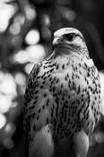 Gyr_falcon