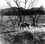 Horses