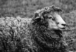 Andes_sheep