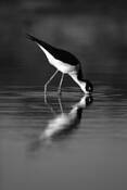 Black-necked_stilt_mirror