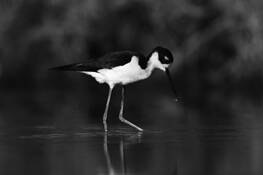 Black-necked_stilt_waterdrops