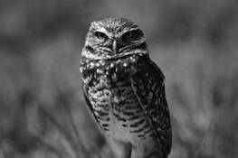 Burrowing_owl_impressions