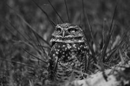 Burrowing_owl_sky