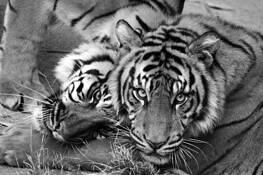 Best_friends