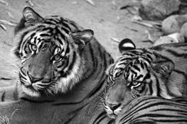 Brothers