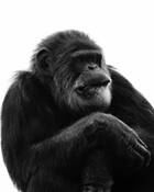 Chimp_stress