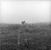 Horses__1