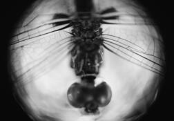Insectoid