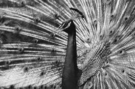 Peacock__1