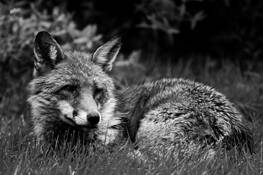 Mr_fox