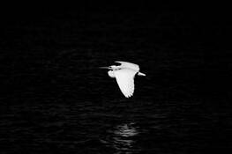 Bird_6