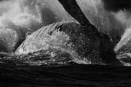 Whale_splash