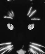 Mad_cat