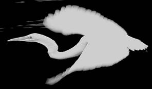 Egret