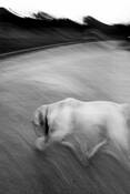 Entering_dog
