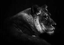 African_lioness