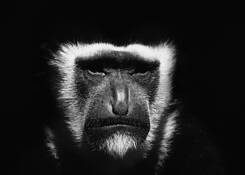 Colobus_monkey