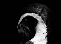 Jackass_penguin