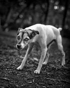 Lake_of_the_isles_dog_park_1