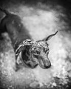 Lake_of_the_isles_dog_park_2