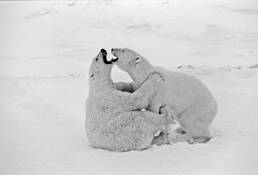 _9_wrestling