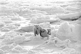 Bear_alert